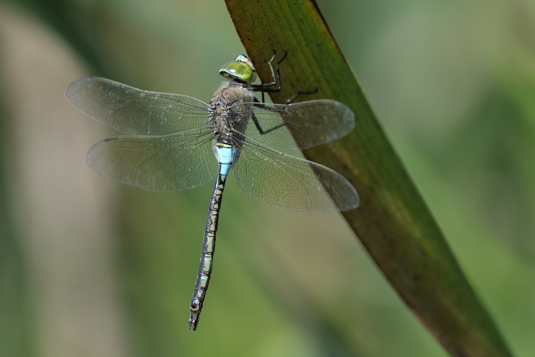 Anax parthenope ?